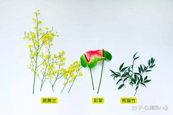 跳舞兰,彩掌和熊猫竹的插花教程 | 月慢的小原流插花笔记