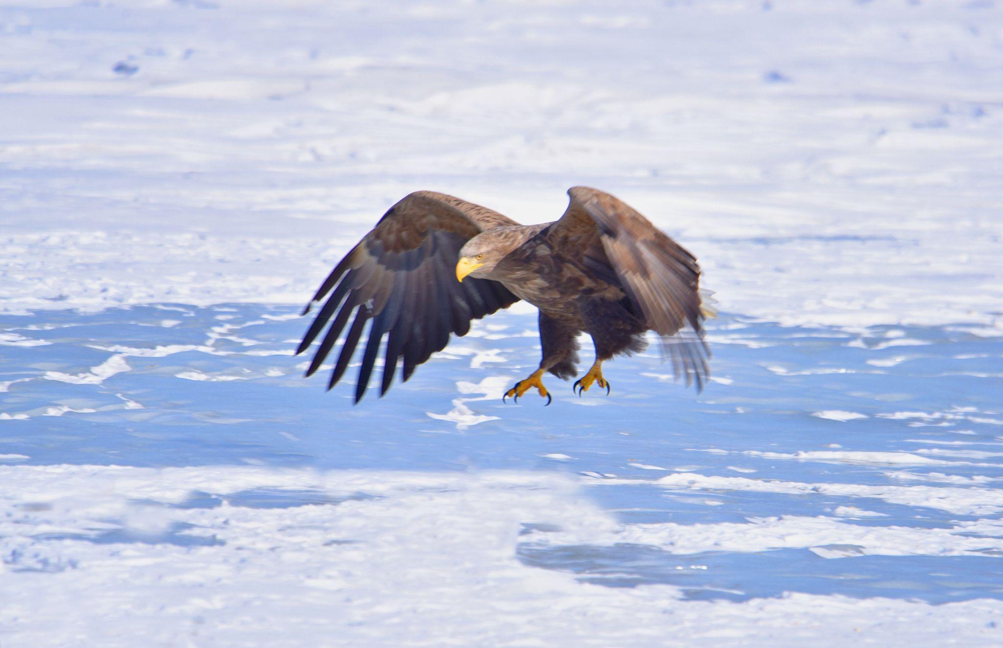 大雕展翅飞翔 - 知乎