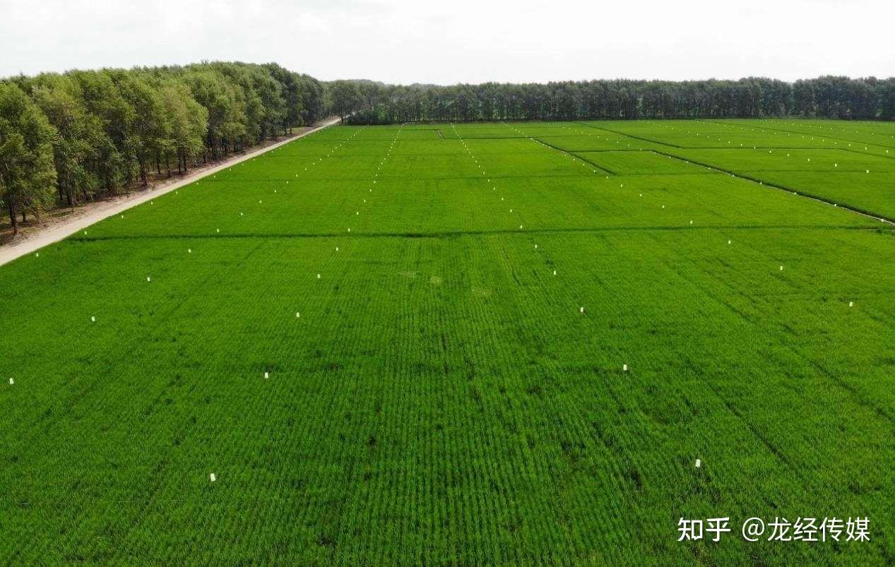 黑龙江普阳农场有限公司科学推进高标准农田建设助力现代农业高质量