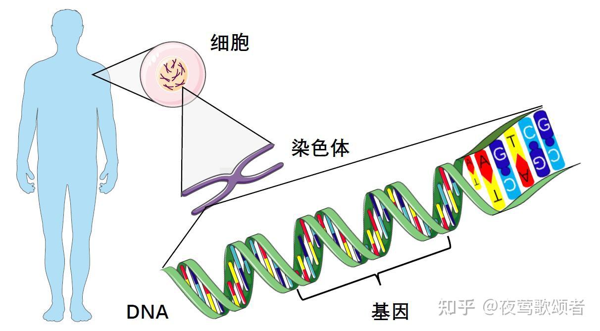 【科普】dna,基因和染色体傻傻分不清?一张图帮你搞清楚