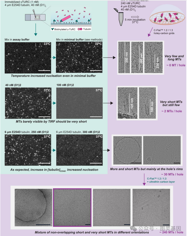 Science | 放慢时间,揭示微管形成与调节机理 - 知乎