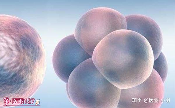 试管婴儿什么时候知道是宫外孕(试管婴儿什么时候知道是宫外孕的)-第1张图片-鲸幼网