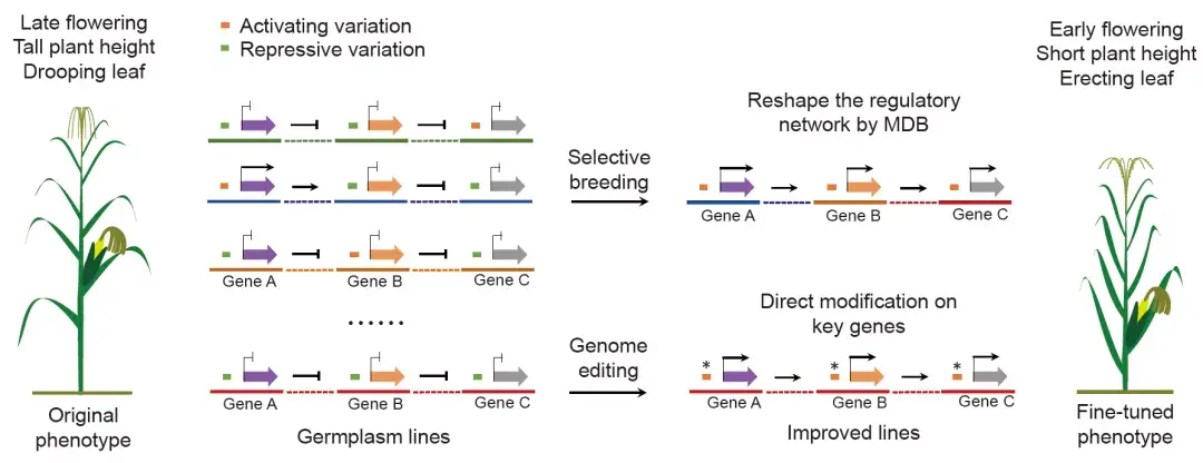 Genome Biology | 一种新的遗传设计揭示玉米杂种优势利用的遗传机制 - 知乎