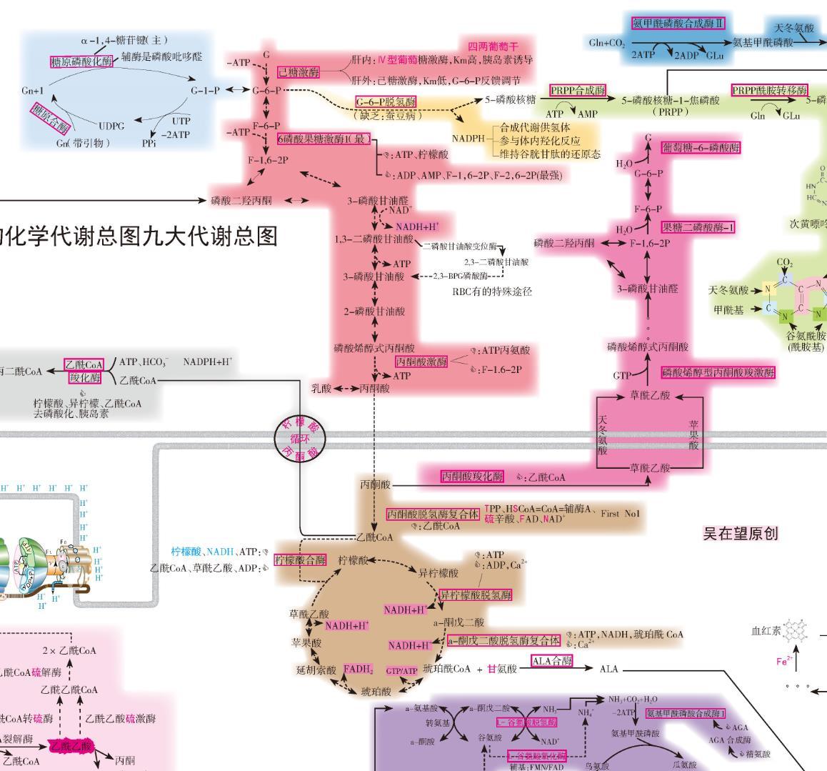 医学生期末复习资料生物化学九大代谢串联快速复习资料