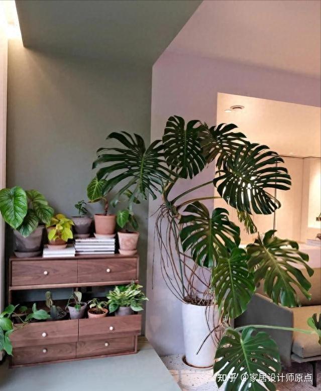 将其形态巧妙地固定,由于龟背竹的冠幅本身就相对较大,因此,在室内