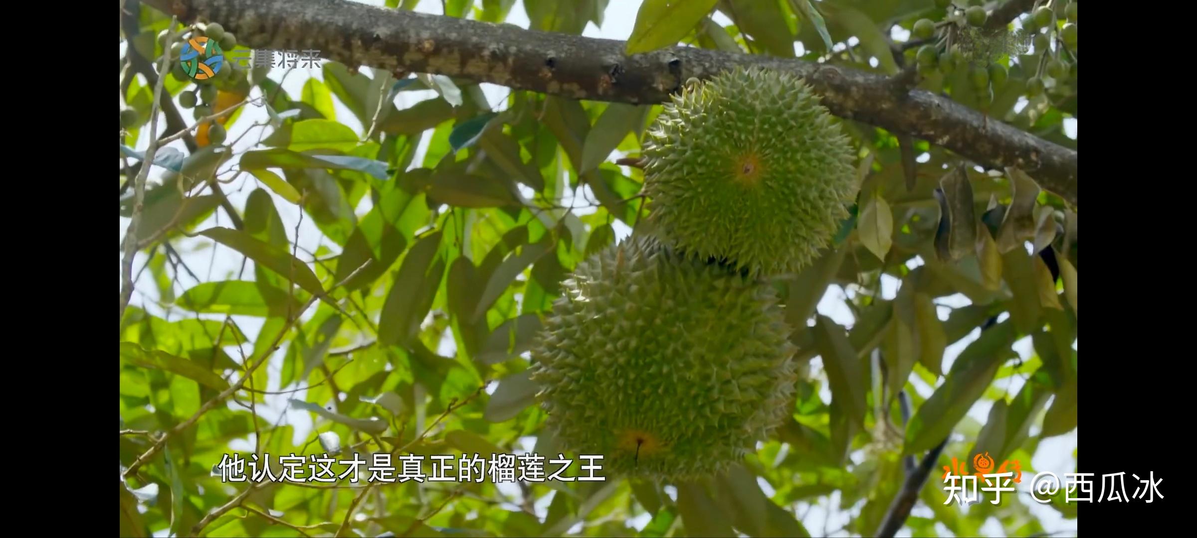 水果传第三季图片