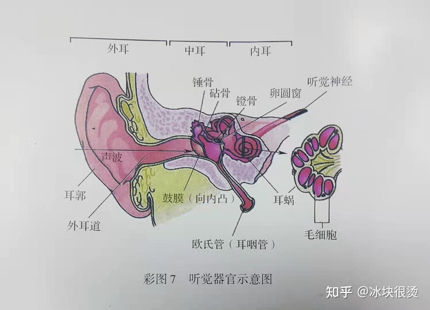 心理学基础知识之感觉 - 知乎