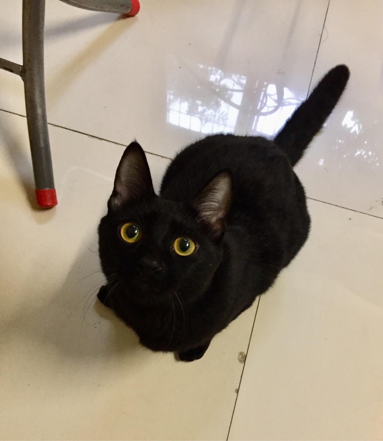 土猫颜值有多低? - 知乎