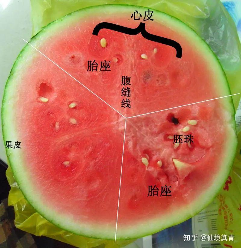 随着子房的发育,西瓜的一部分果皮和大部分胎座逐渐膨大起来,产生了多