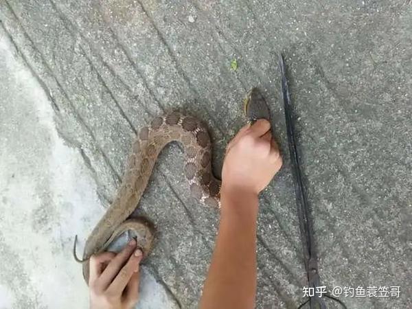 蛇是钓鱼人的威胁 一盘菜尔 防范攻略分享 知乎