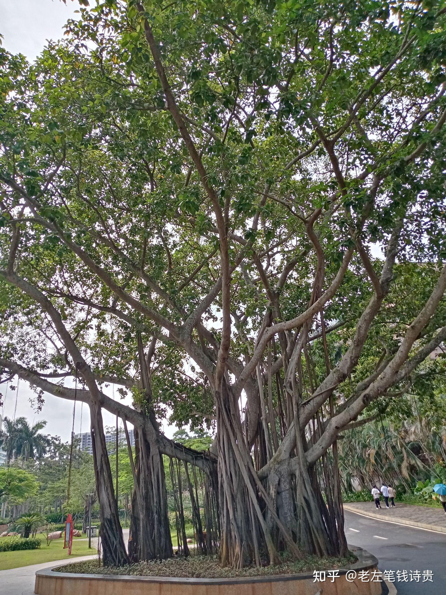 去湛江市霞湖公园淘书