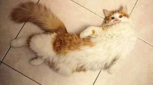 母猫发情规律和猫配种的秘密 - 知乎
