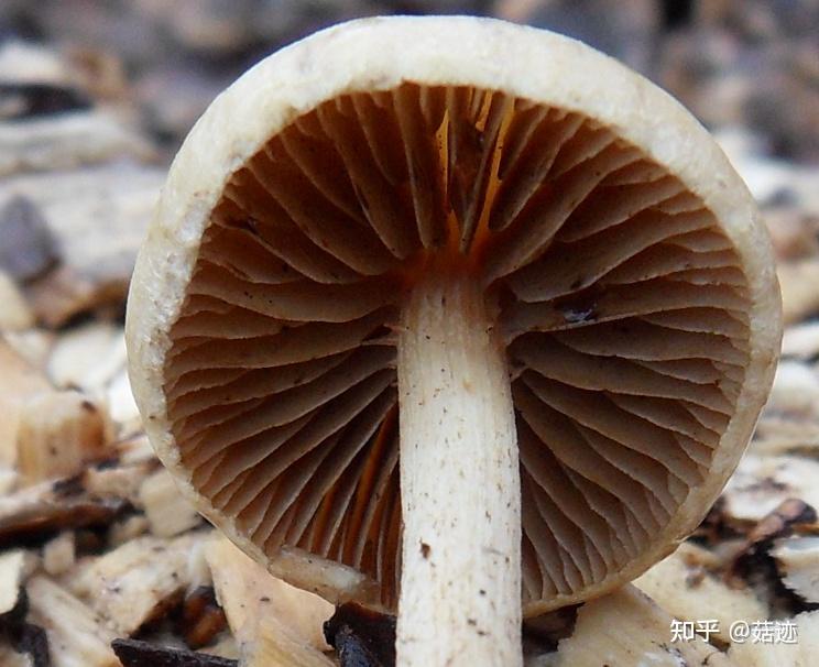 菇迹亮褐裸伞