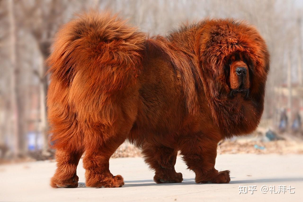 藏獒松狮苏格兰牧羊犬狗狗沐浴露在使用过程中,要留意观察是否合适