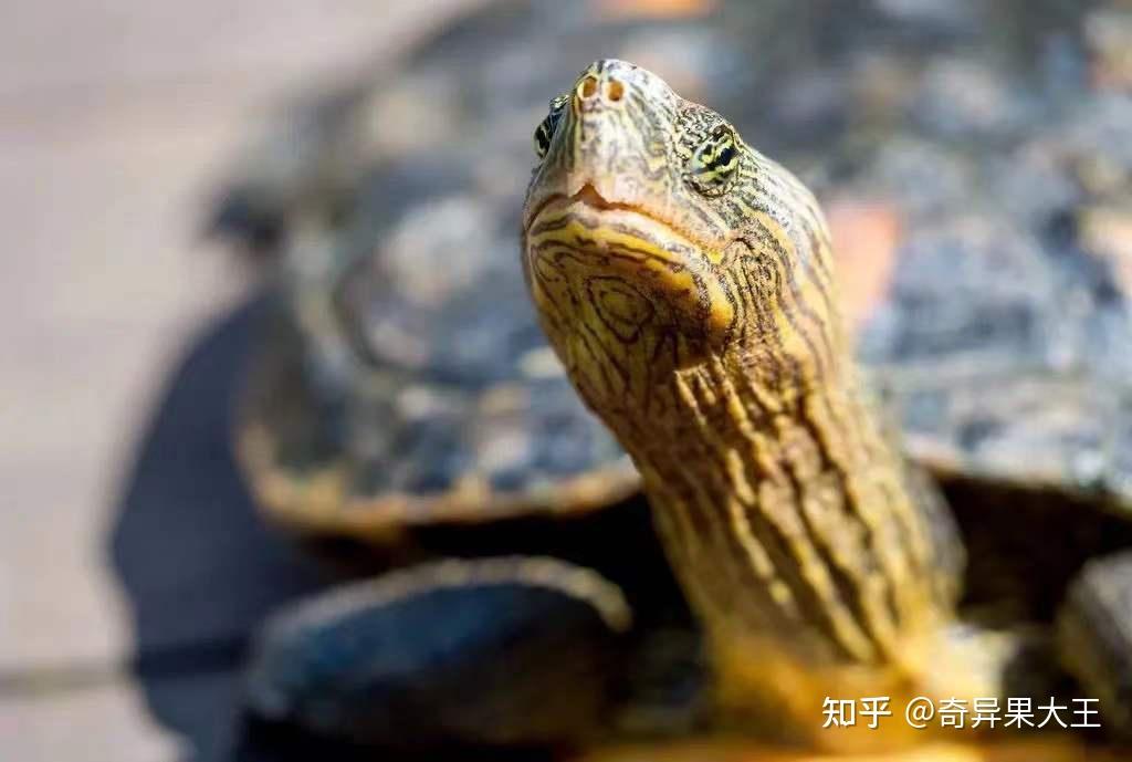 市面上常见的宠物龟，哪种比较适合新手养？ - 知乎