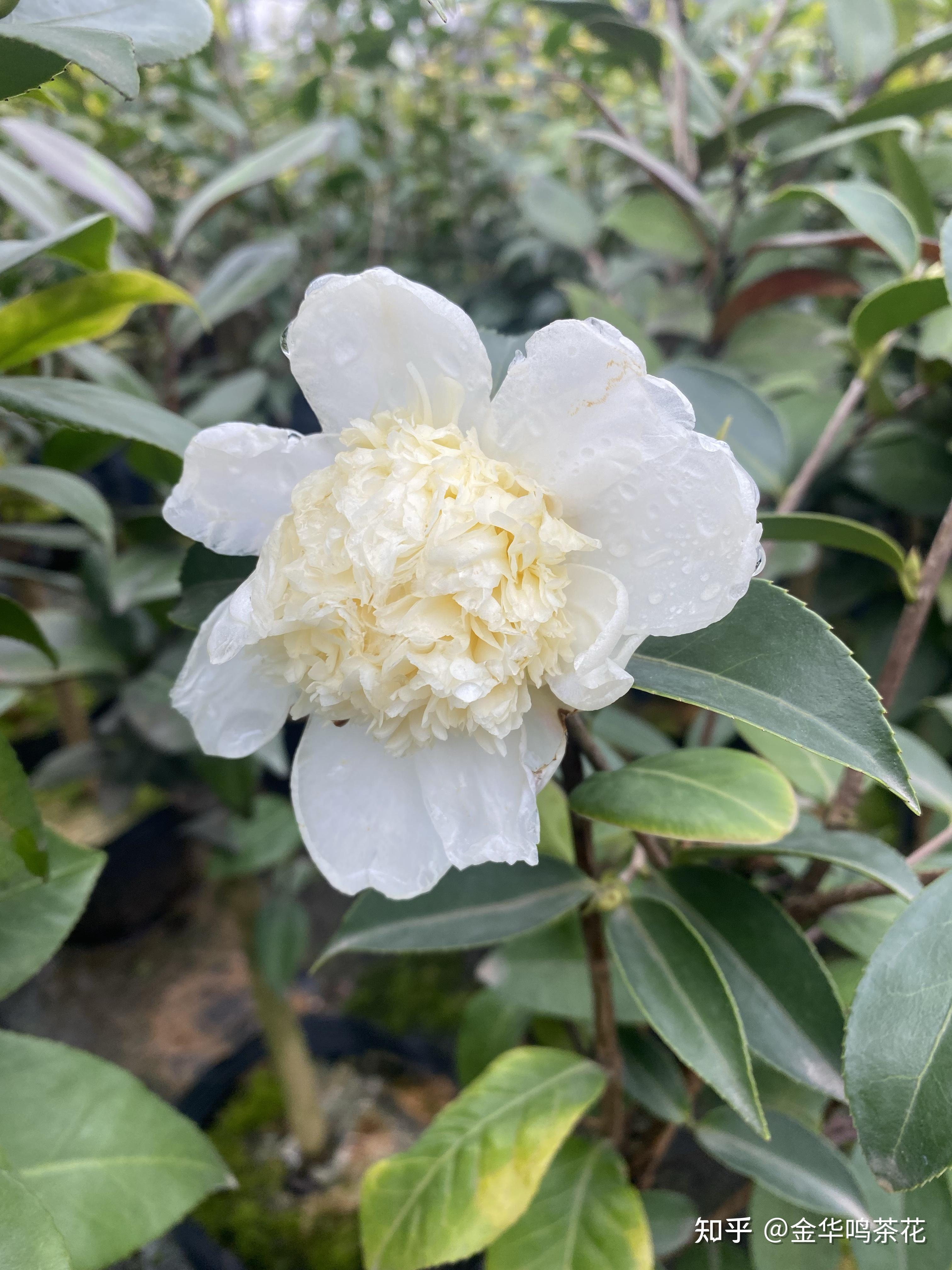 黄海内宝珠开了茶梅