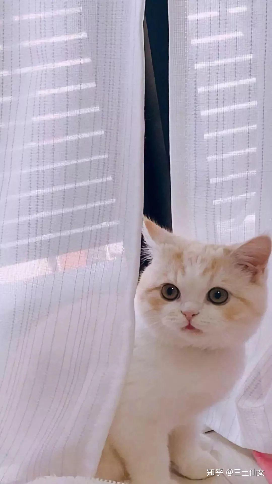 有哪些好看的猫咪壁纸或头像? - 知乎