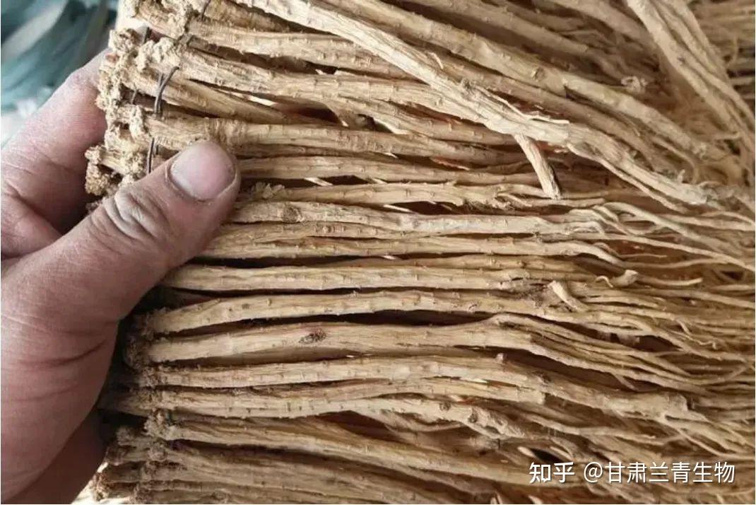 旺季不旺10月份当归党参等5个品种价格下跌甘肃兰青生物行情资讯