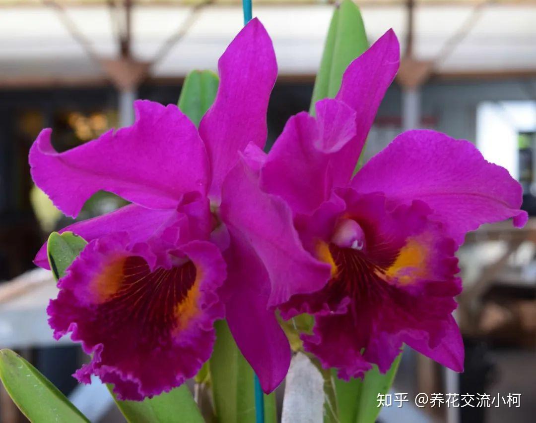 被称为“兰之王后”、“洋兰之王”的卡特兰，它真的不难养 - 知乎