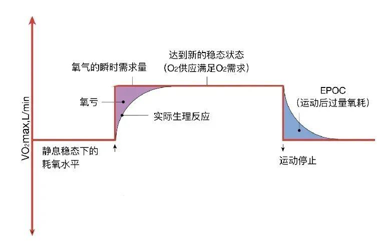 运动后过量氧耗图片