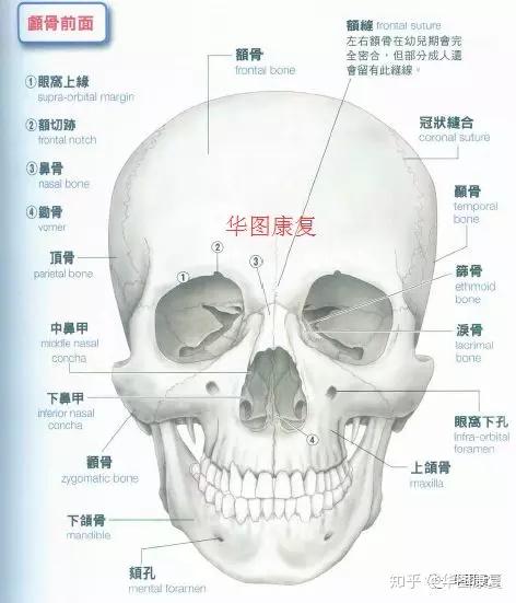 颅骨基础解剖 - 知乎