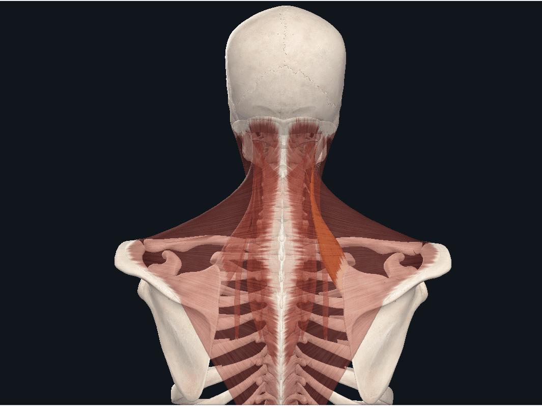 上的位置出现疼痛(久坐时头前伸的姿态导致肩胛提肌长时间缩短紧张)附