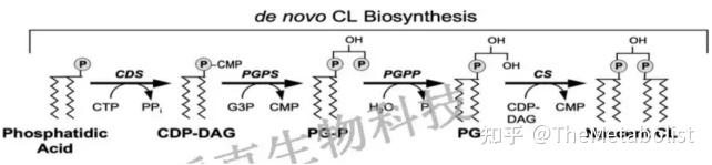 Nature Cell Biology:脂肪动起来,线粒体重生 - 知乎