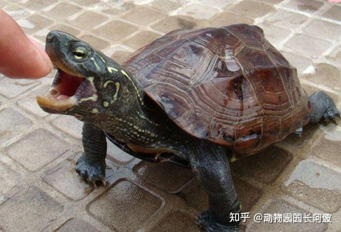 乌龟为什么不能吃煮熟的食物 v2-5c1b254b3c22a0dc0c47a2abba632673_r.jpg