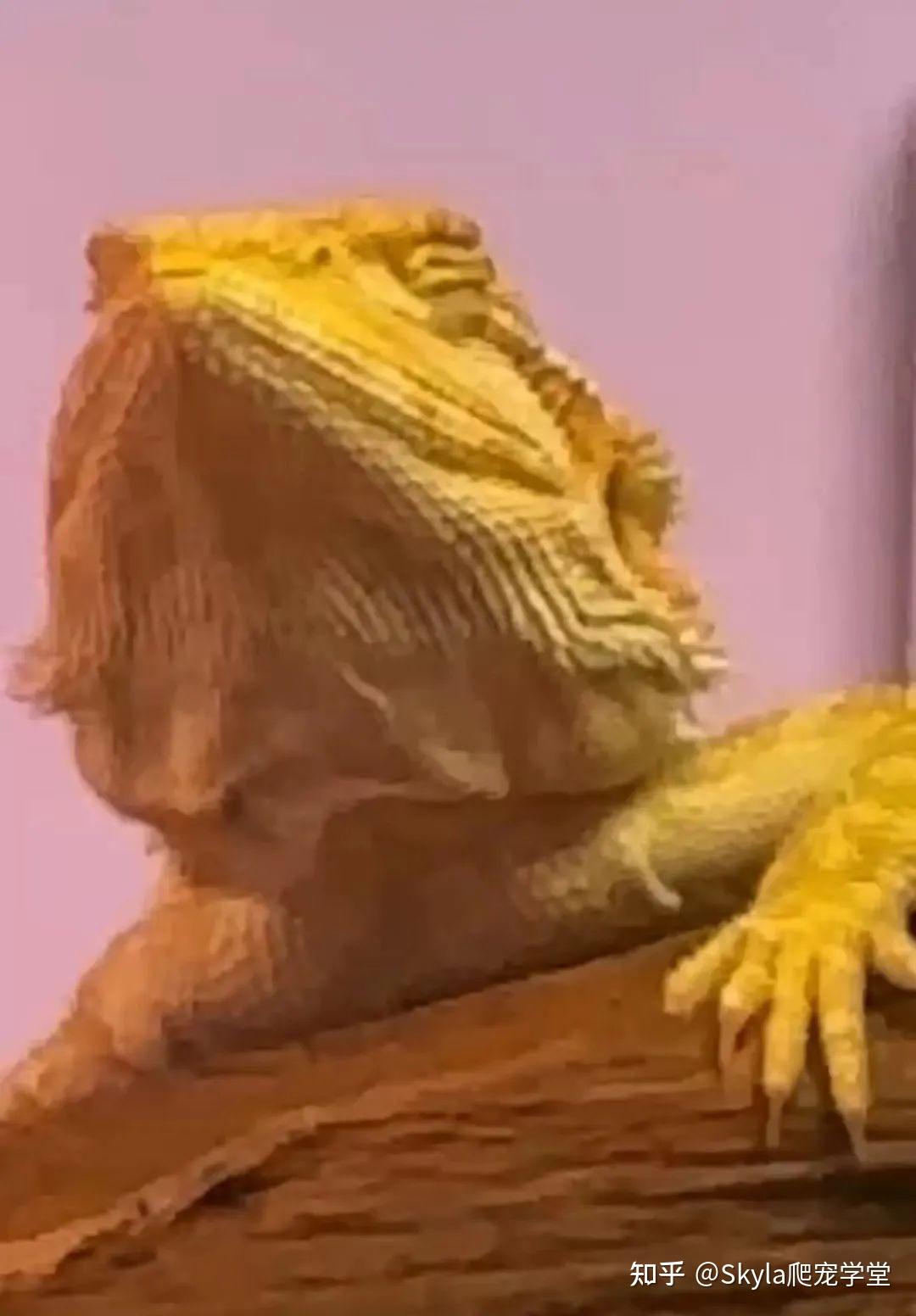 鬃狮蜥总是闭眼怎么办?