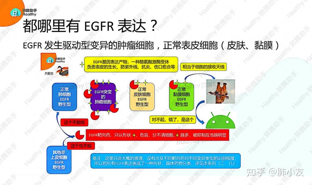 egfr靶向治疗耐药后的策略