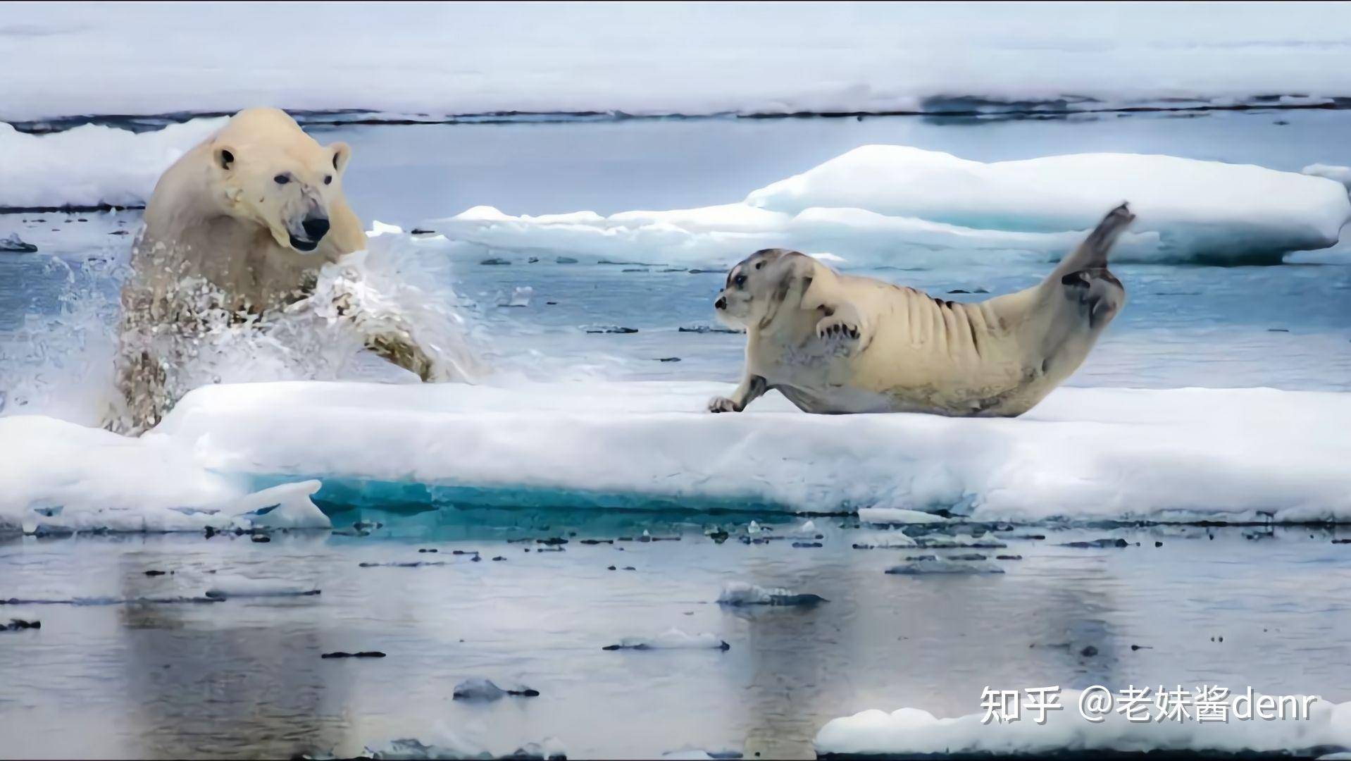 北极熊会吃企鹅,真的假的?假的