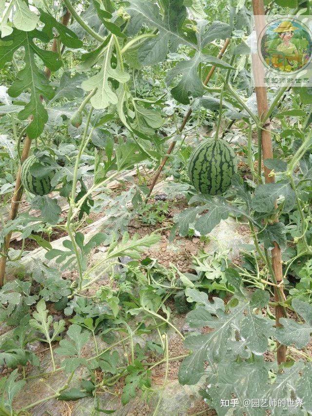 园艺技术:新品种高架小西瓜,网纹瓜种植技术 - 知乎