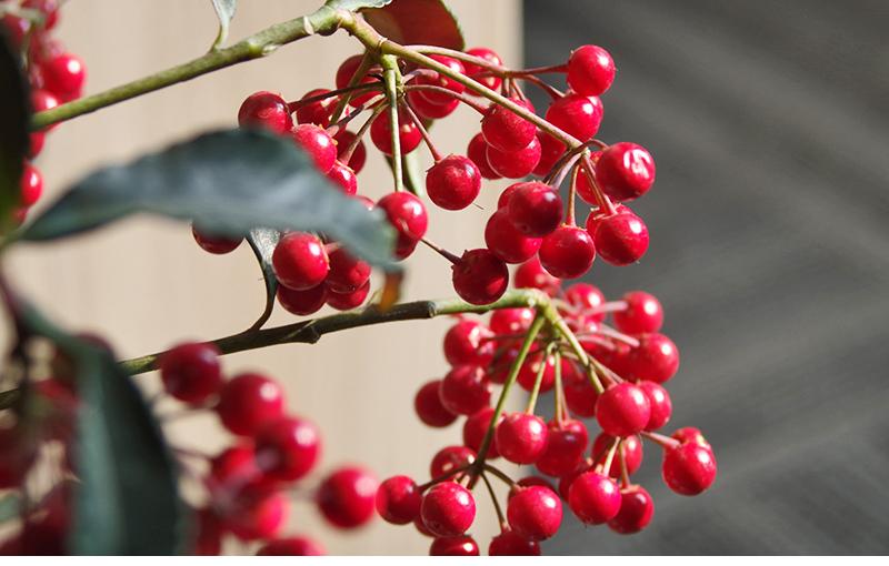 富贵籽真能挂果9个月吗武汉绿植花卉说