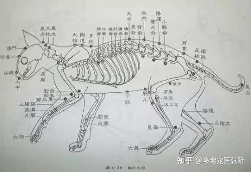 据说猫咪狗狗也可以做针灸