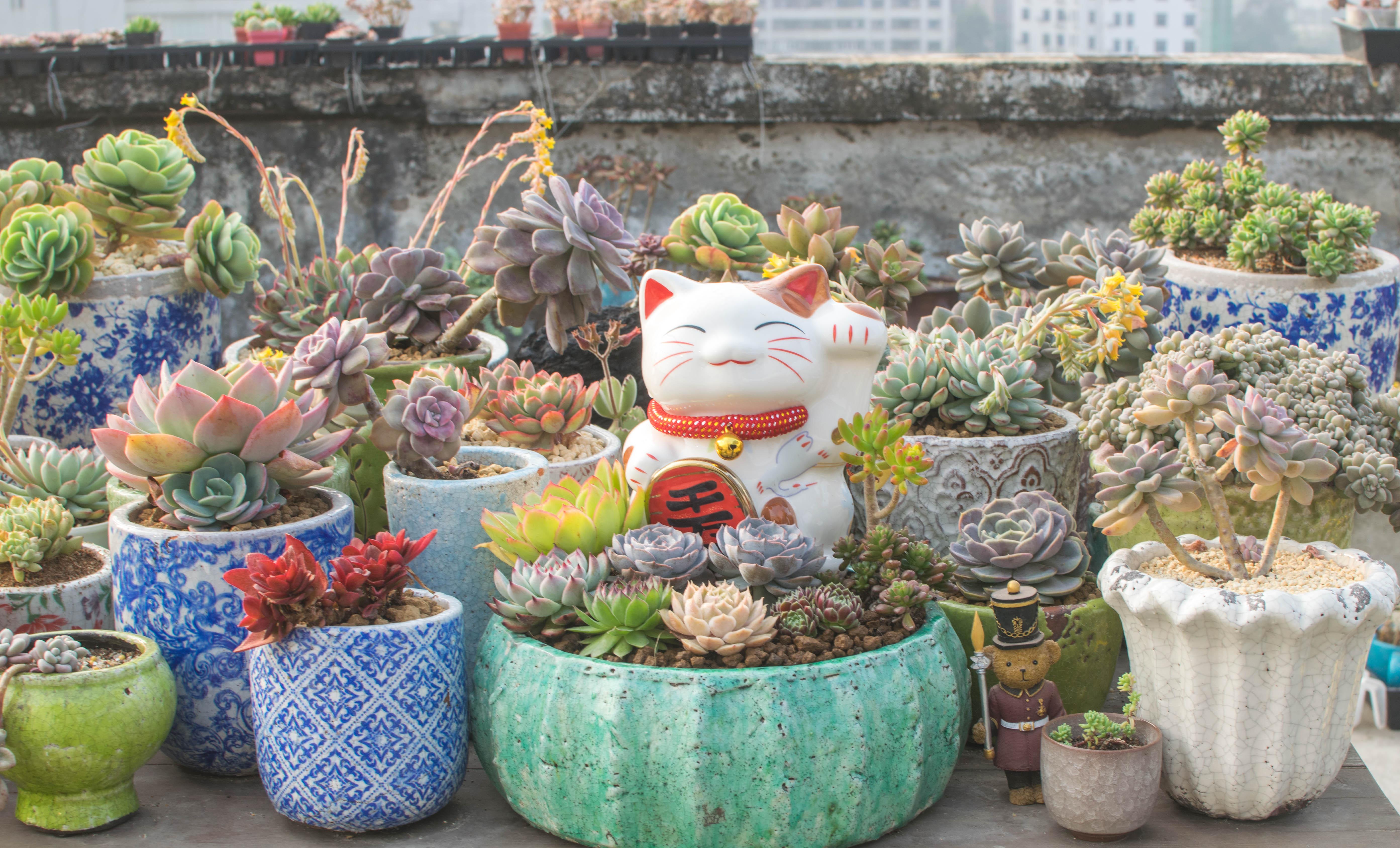 听歌种肉之:招财喵多肉盆景!帮大家招财(还有两盆花月夜)