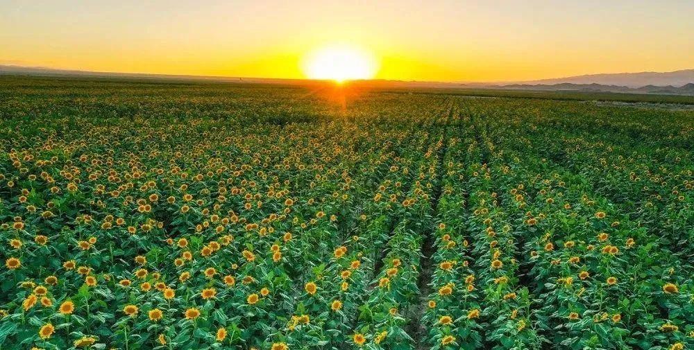 阳光灿烂的夏天,微风过处频颔首,痴心一片永向阳.