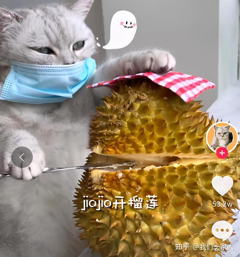 沙拉猫王料理图片