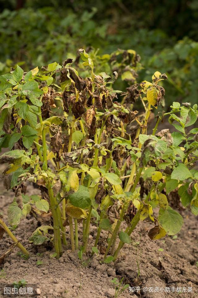 叶枯叶霉病用什么好根腐枯萎病用什么杀菌剂软腐烂根怎么处理