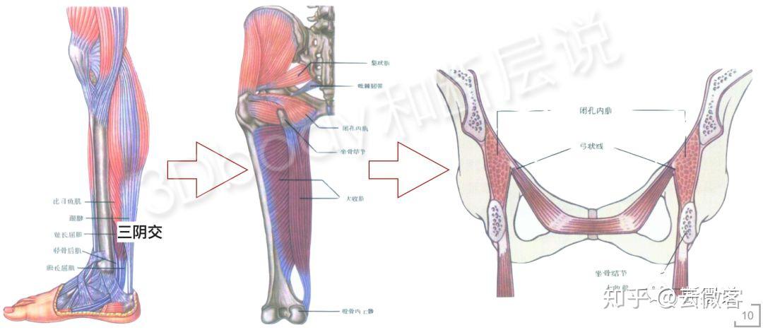 三阴交与肌筋膜经线