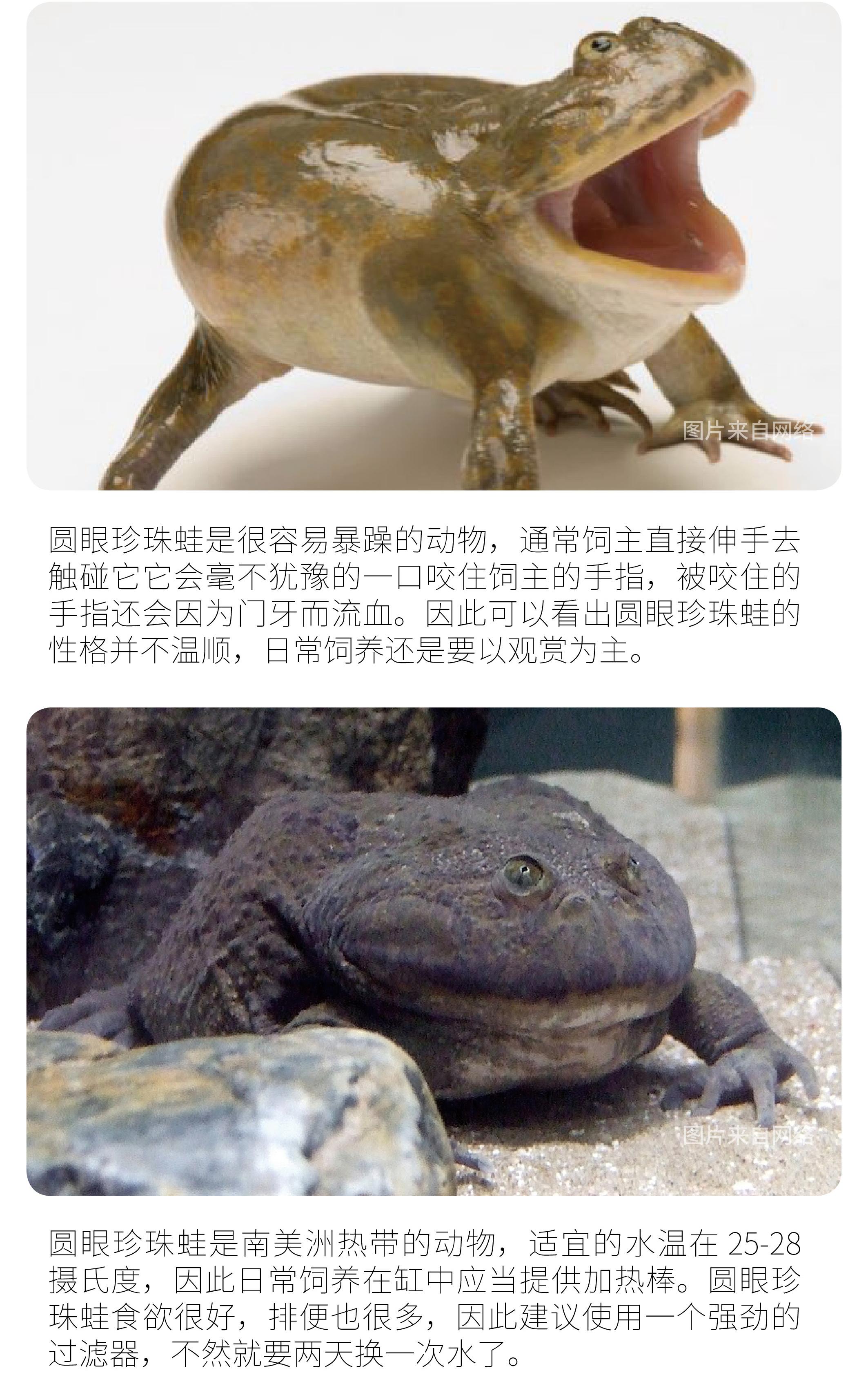 蛙类大全及名称图片