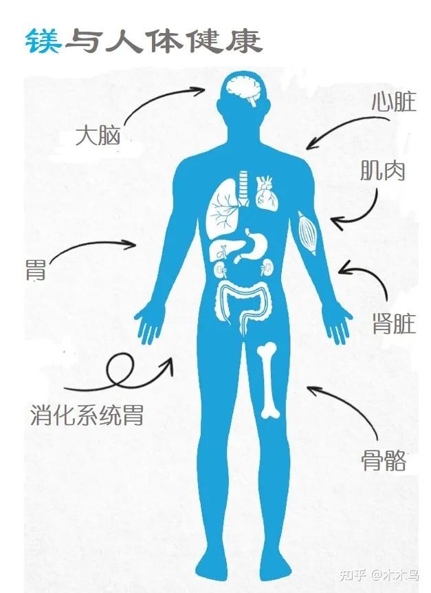 zn对人体的作用 zhuanlan.zhihu.com