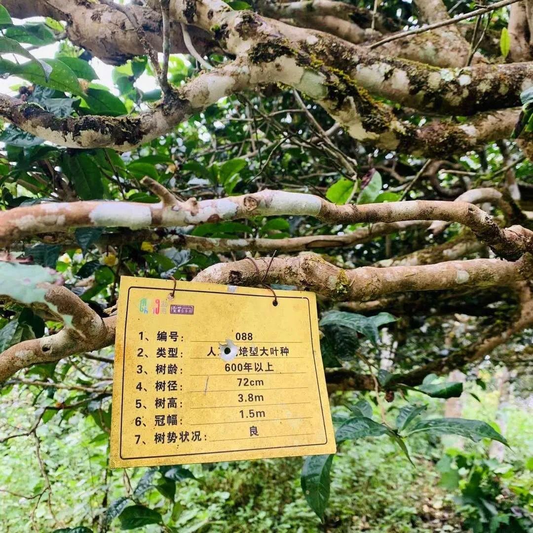 万亩古茶园,千年古茶树|贺开茶王地古树茶 - 知乎