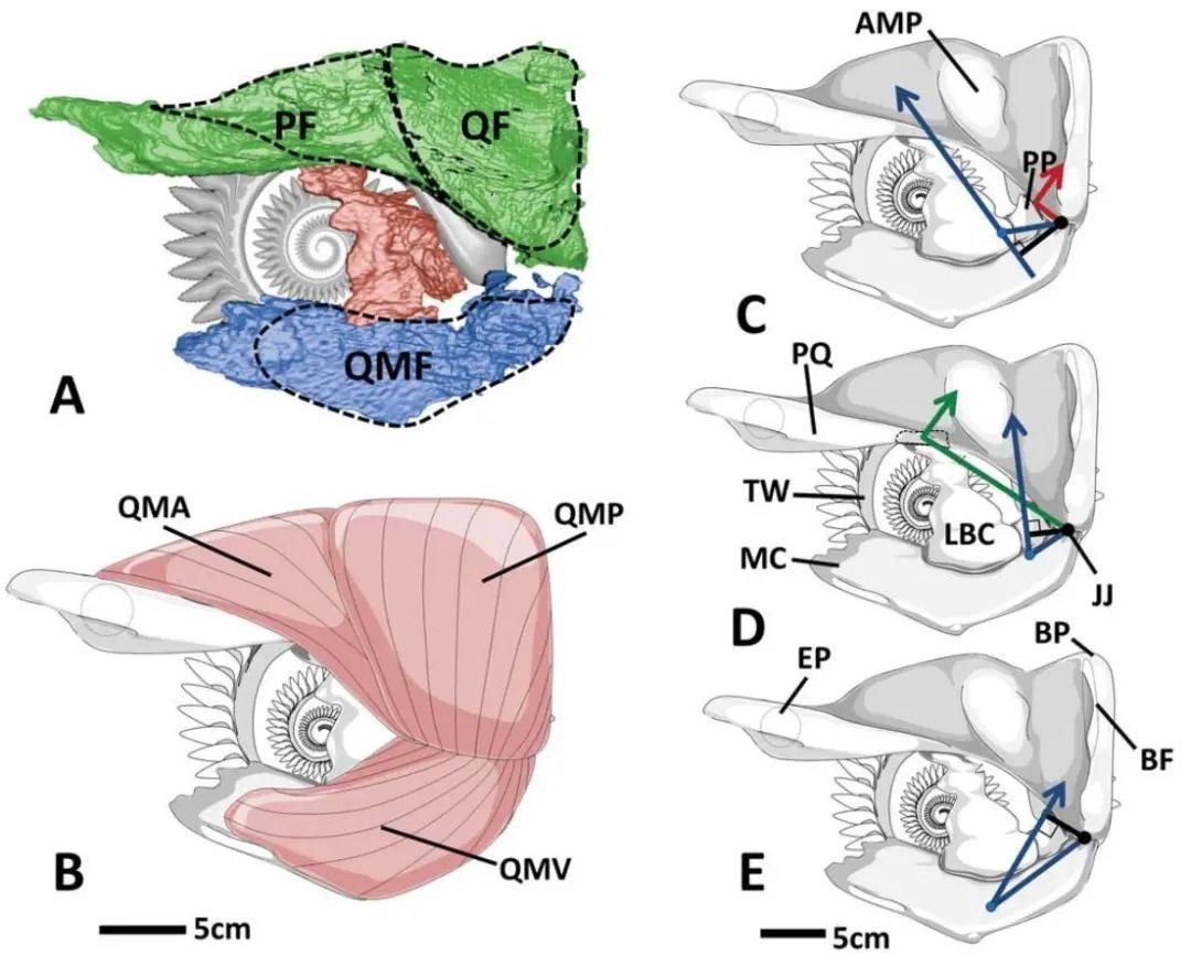 旋齿鲨口部肌肉复原图(ramsay, 2014)旋齿鲨进食模拟图(ramsay, 2014)