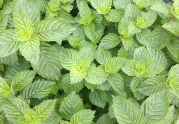 烧仙草为什么是黑色的你们知道嘛清热解暑是仙草啊