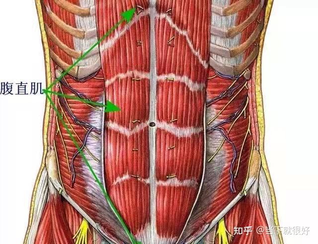 你知道腹直肌对女性美丽和健康也起着关键作用吗? 