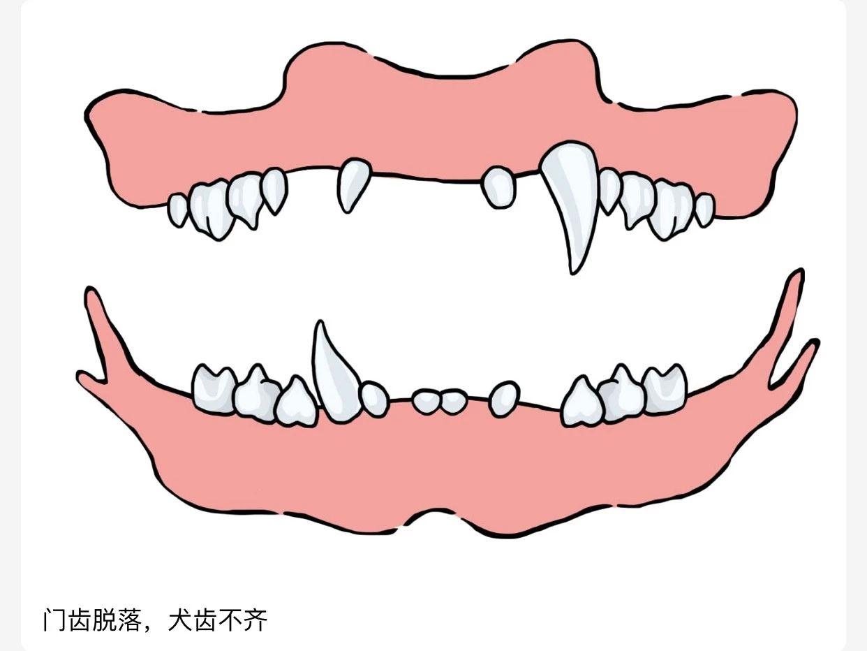 9-16岁特征:猫咪年龄已经有些年老了,门齿开始脱落,犬齿也有些不齐