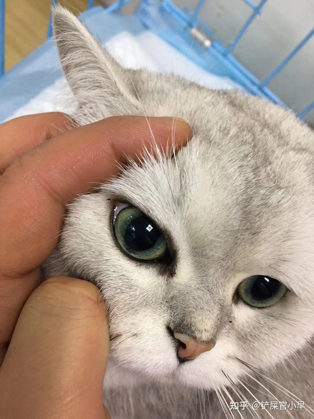 猫咪脂肪肝加胆囊炎一周后，哎呀真香！ - 知乎