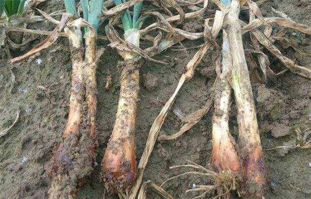 洋葱烂根病用什么好黄叶死苗怎么用药重茬根腐防治特效药根小子