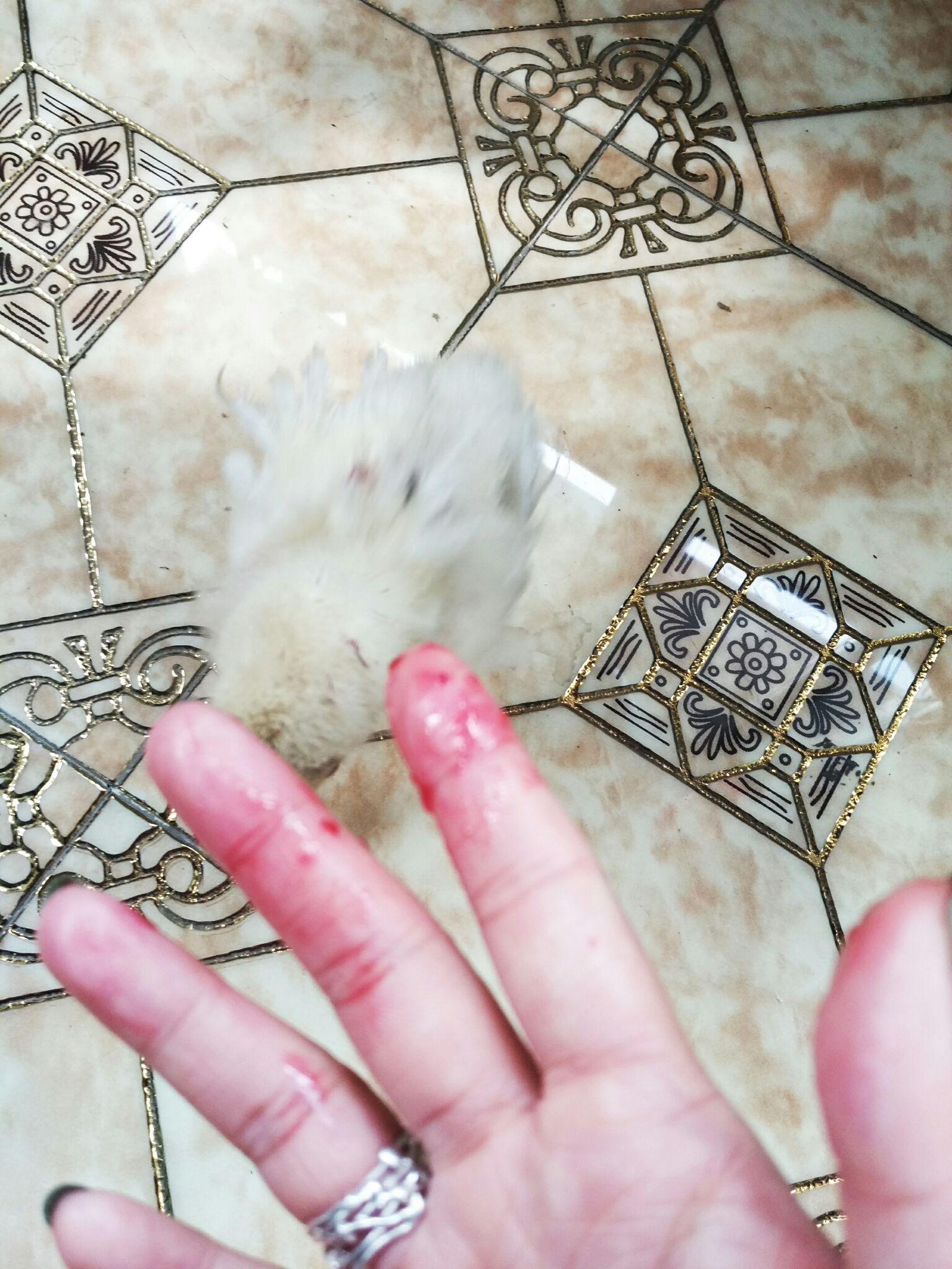 梦魇交织,解析梦见鸽子和鸡,我活活把鸡的头拽掉见血的深层含义 梦魇交织,解析梦见鸽子和鸡,我活活把鸡的头拽掉见血的深层含义