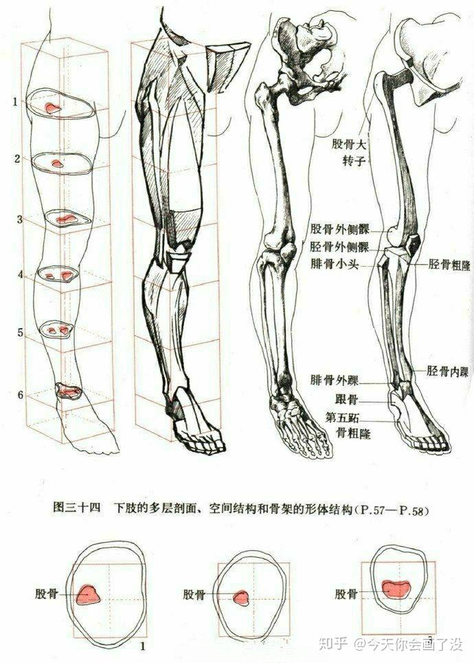 人体骨骼肌肉解说图 